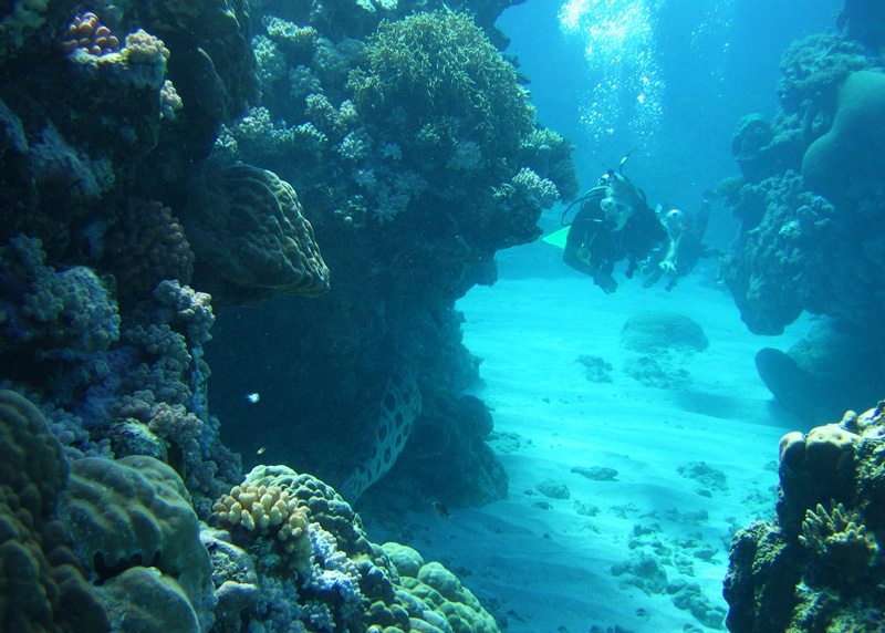 diving-travel-watches