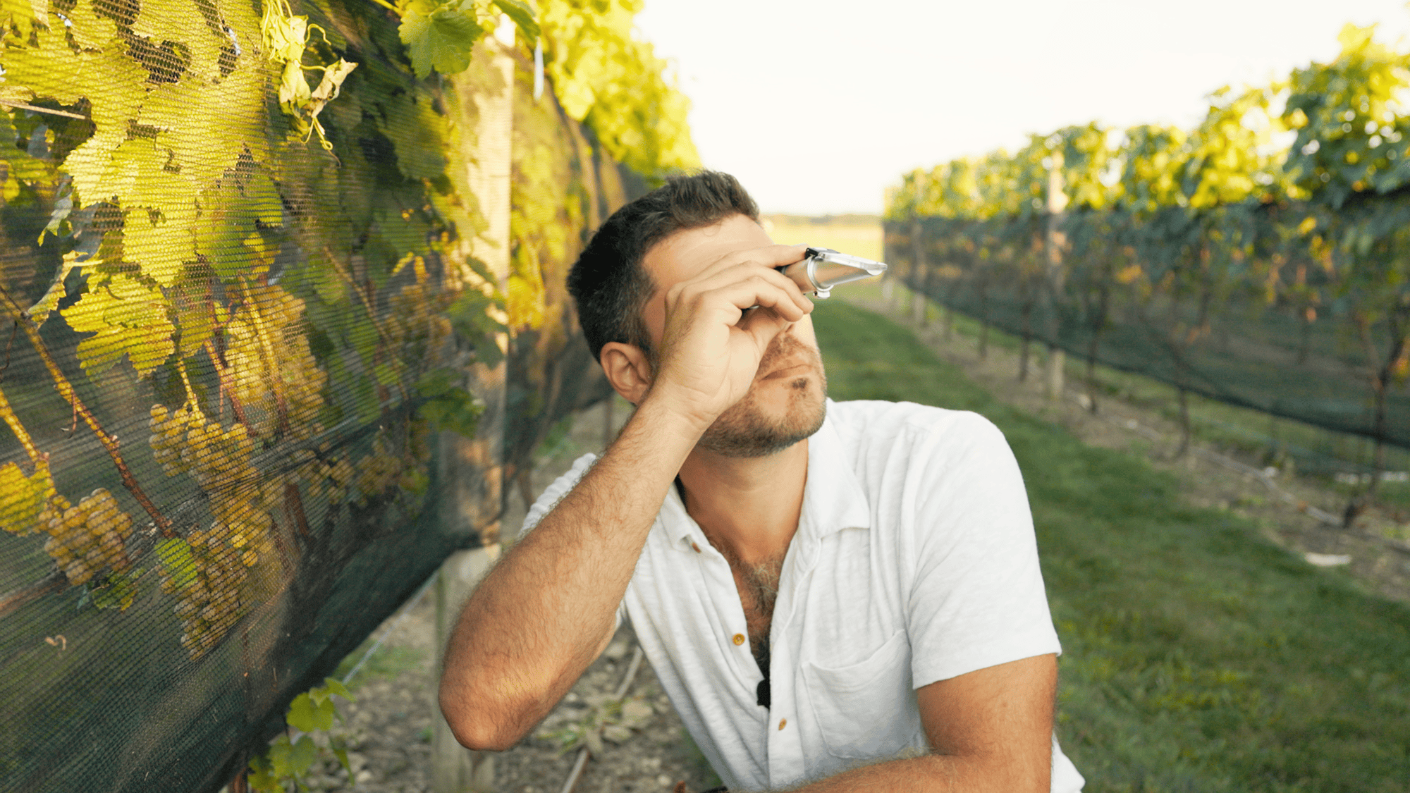 Man in a vineyard